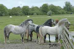 Shy Charmer met harem